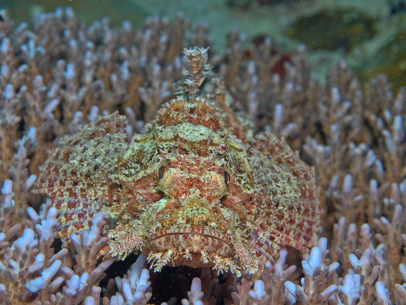 Scorpion Fish, Bounty